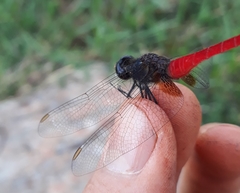 Planiplax phoenicura