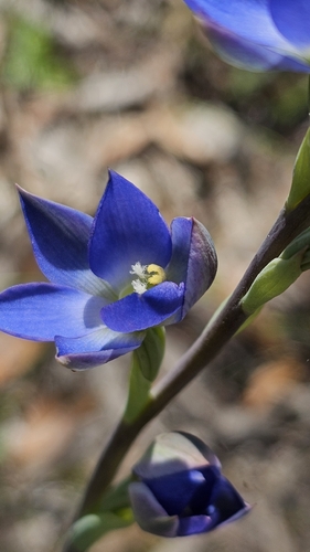 Great Sun-Orchid (Thelymitra grandiflora)
