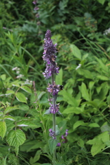 Stachys balansae