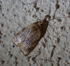 Coelostathma parallelana
