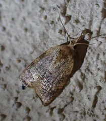 Coelostathma parallelana
