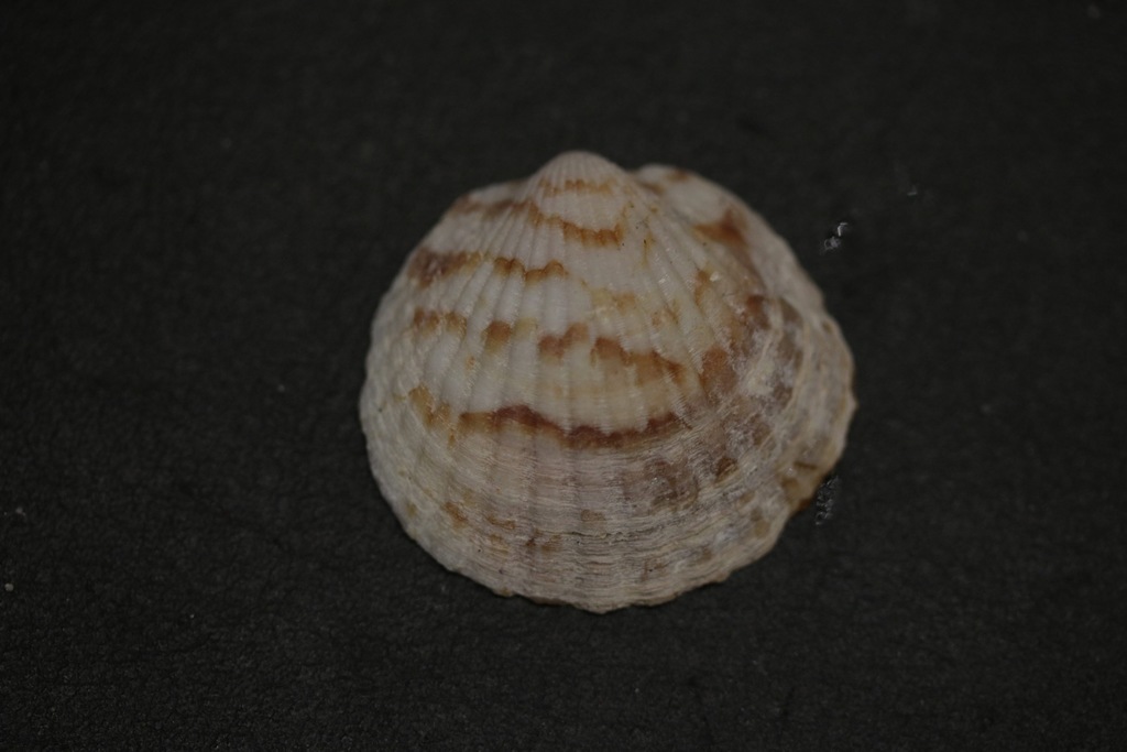 Tucetona audouini