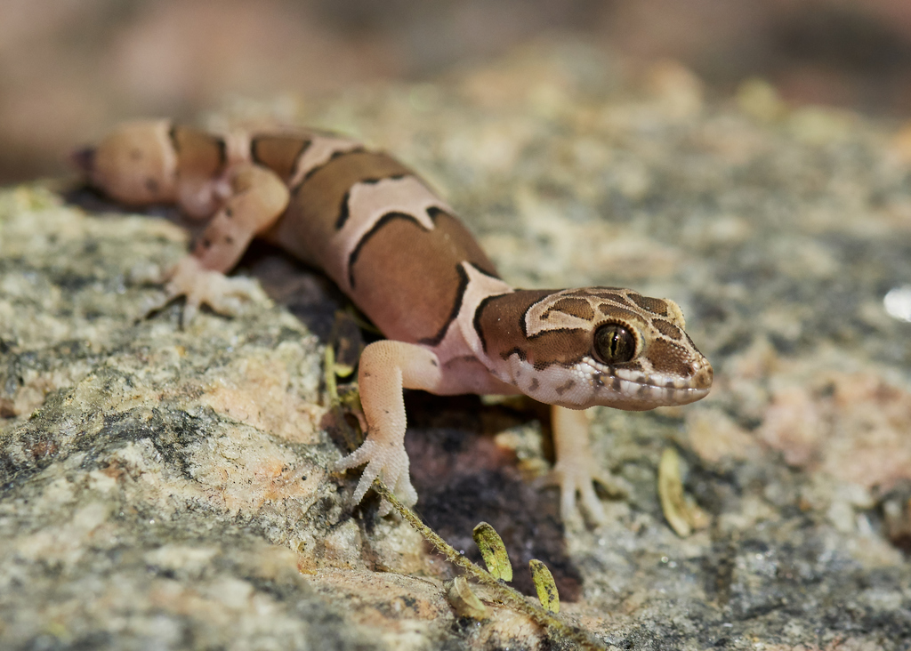 Forest Spotted Gecko
