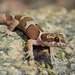 Kollegal Bent-toed Gecko - Photo (c) Karthik, some rights reserved (CC BY-NC-ND), uploaded by Karthik