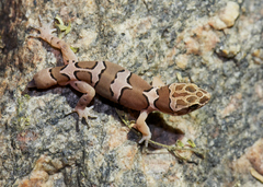 Cyrtodactylus collegalensis