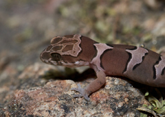Cyrtodactylus collegalensis