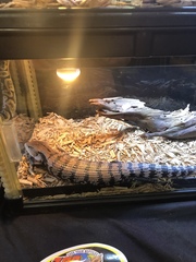 Tiliqua