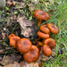 Ağulu Mantar (Omphalotus olearius)