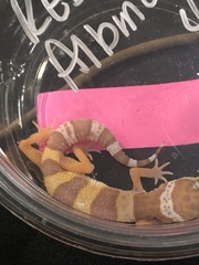 Eublepharidae