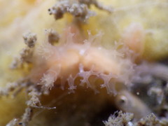 Tritonicula myrakeenae