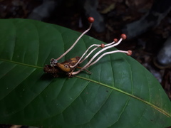Paraisaria amazonica