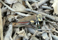 Polybothris expansicollis