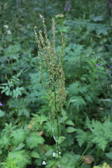 Rumex arifolius