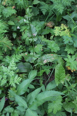 Rumex arifolius