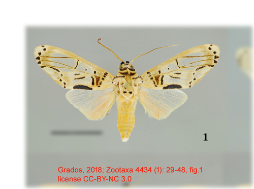 Aphyle niedmandi