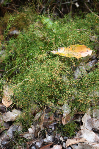 Loxocarya cinerea observed 2025-10-25