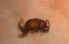 Odonteus thoracicornis