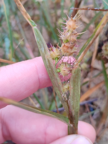 mat sandbur (Cenchrus longispinus)