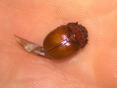 Odonteus thoracicornis