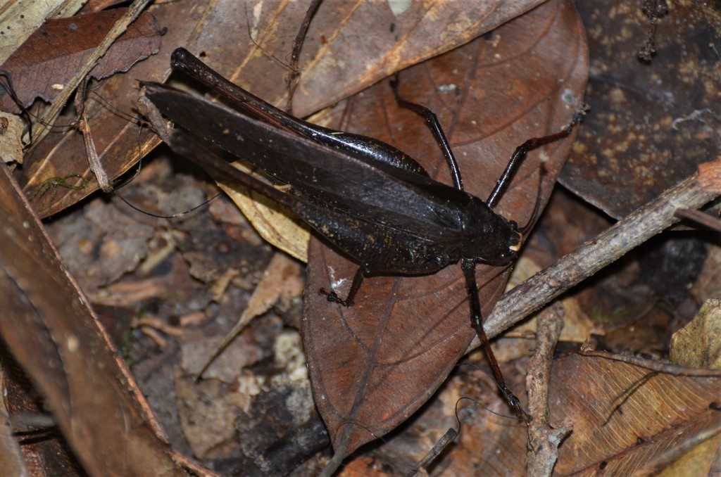 Afromecopoda monroviana