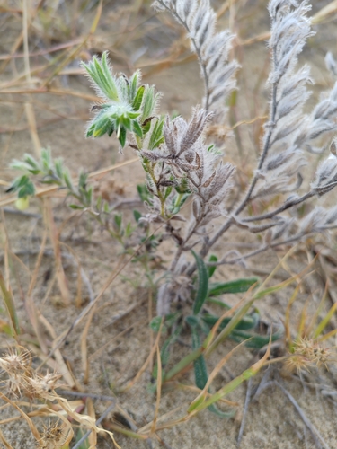 Golden Drop (Onosma arenaria)