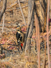 Dendrocopos major