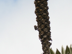 Leptasthenura andicola