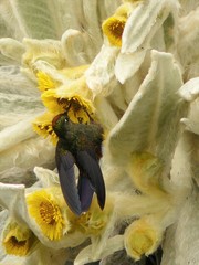 Chalcostigma herrani