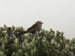 Leptasthenura andicola