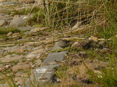 Geospizopsis unicolor