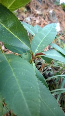 Photinia × fraseri
