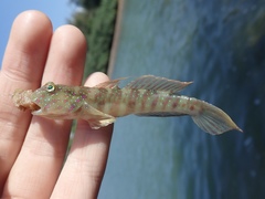 Cryptocentrus melanopus