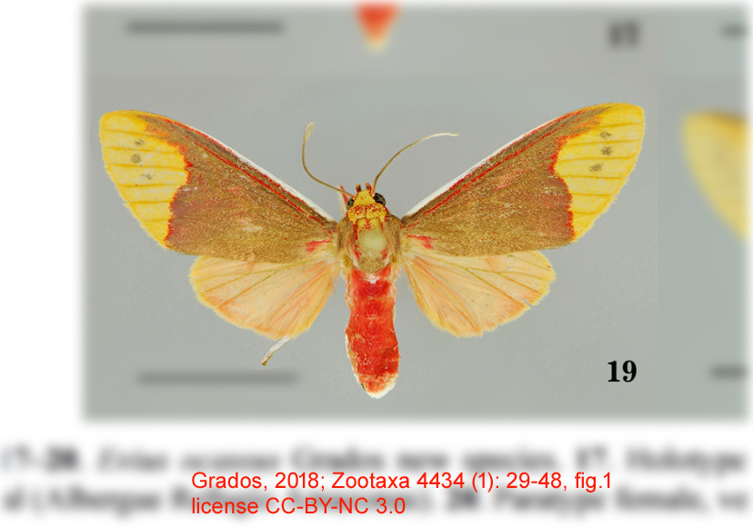 Evius ocassus