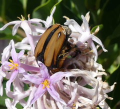 Trichostetha signata