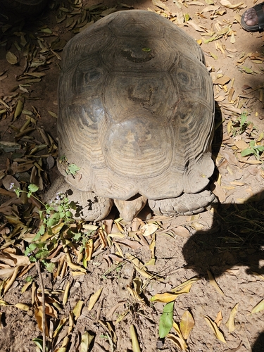African Spurred Tortoise
