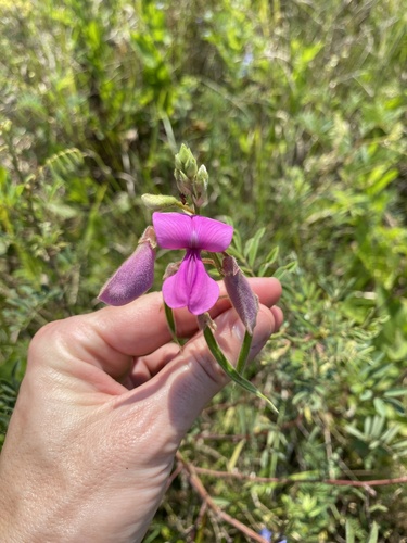 Tephrosia grandiflora, photograph 5