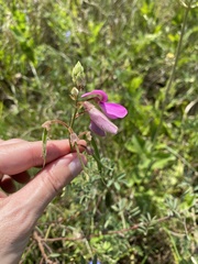 Tephrosia grandiflora, photograph (c) Sunčana Bradley, some rights reserved (CC BY)