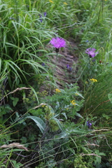 Psephellus vvedenskii