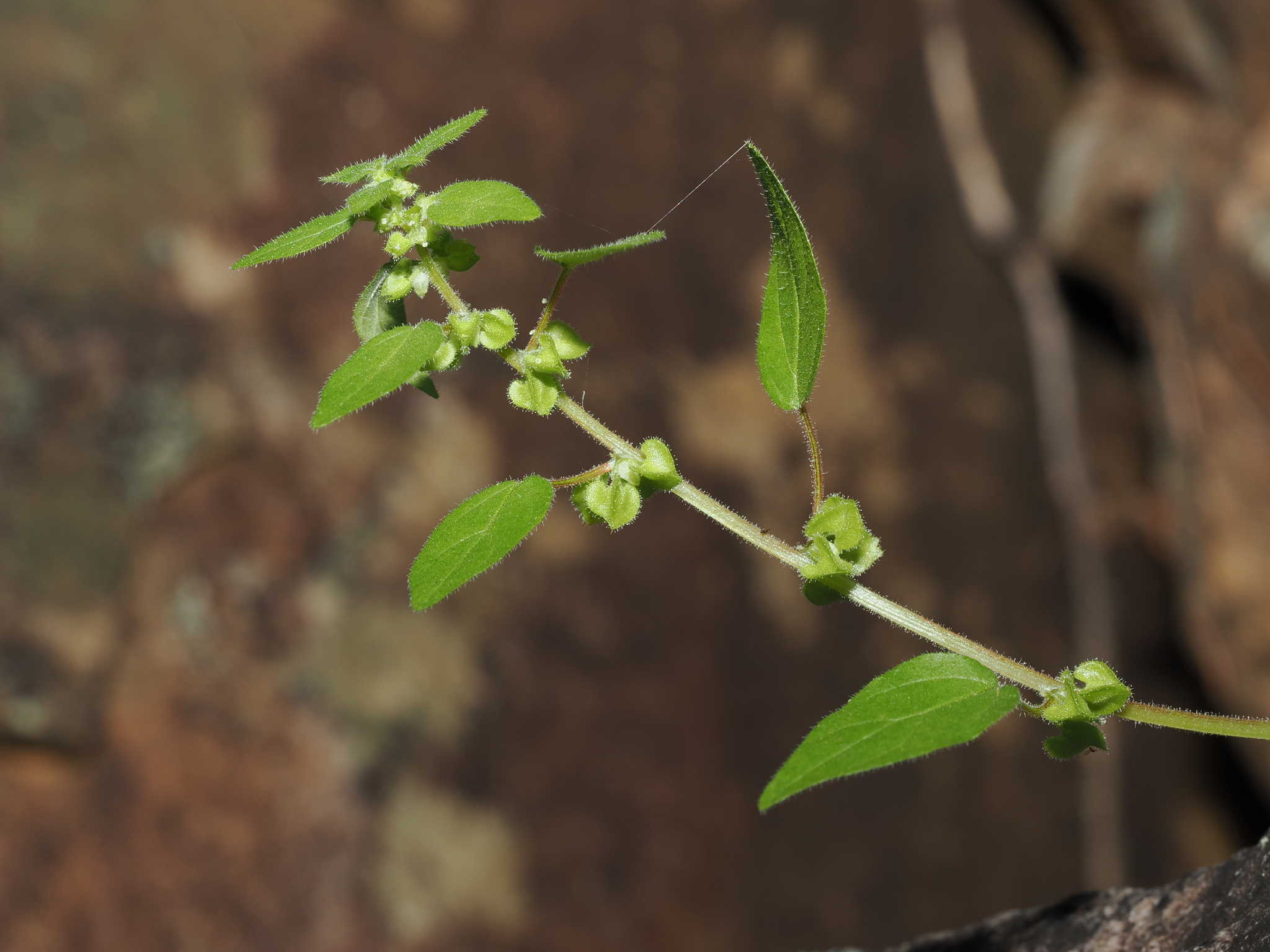 Parietaria cardiostegia