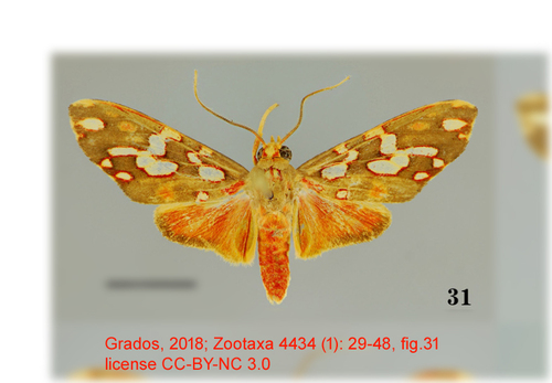 Trichromia maculata