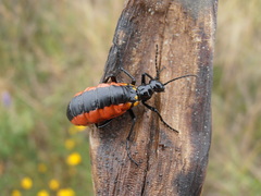 Pseudomeloe collegialis