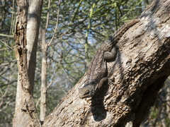 Oplurus cyclurus