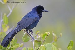 Quiscalus major image