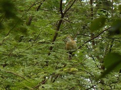 Furnarius leucopus cinnamomeus