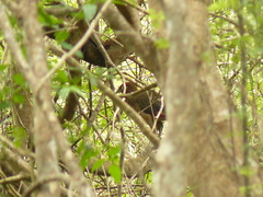 Ortalis erythroptera