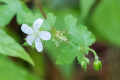 Geranium wislizeni