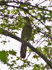 Ortalis erythroptera