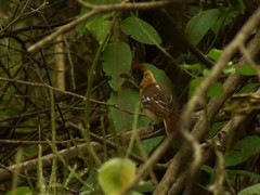 Thamnophilus bernardi