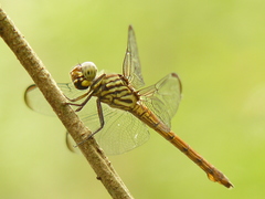 Orthemis biolleyi