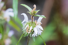 Monarda citriodora austromontana